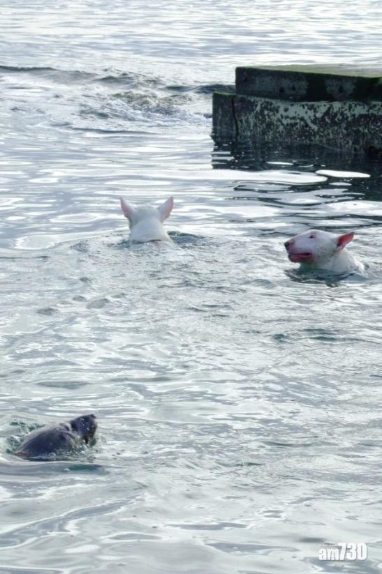 海豹對寵物狗沒戒心,跟牠們一起玩。(互聯網)