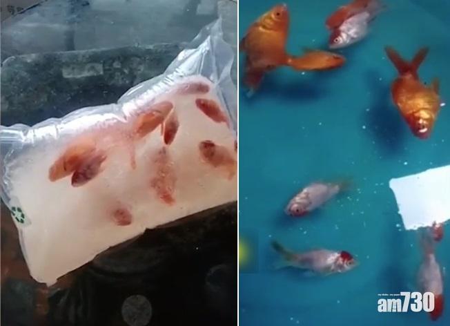 事主將收貨後和融冰後的短片放上網,可見其中9條魚「解凍」後未能「翻生」。(互聯網)