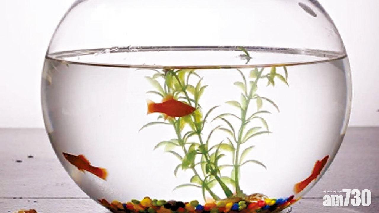 小魚缸養金魚看來漂亮,但對魚兒來說是虐待。(互聯網)