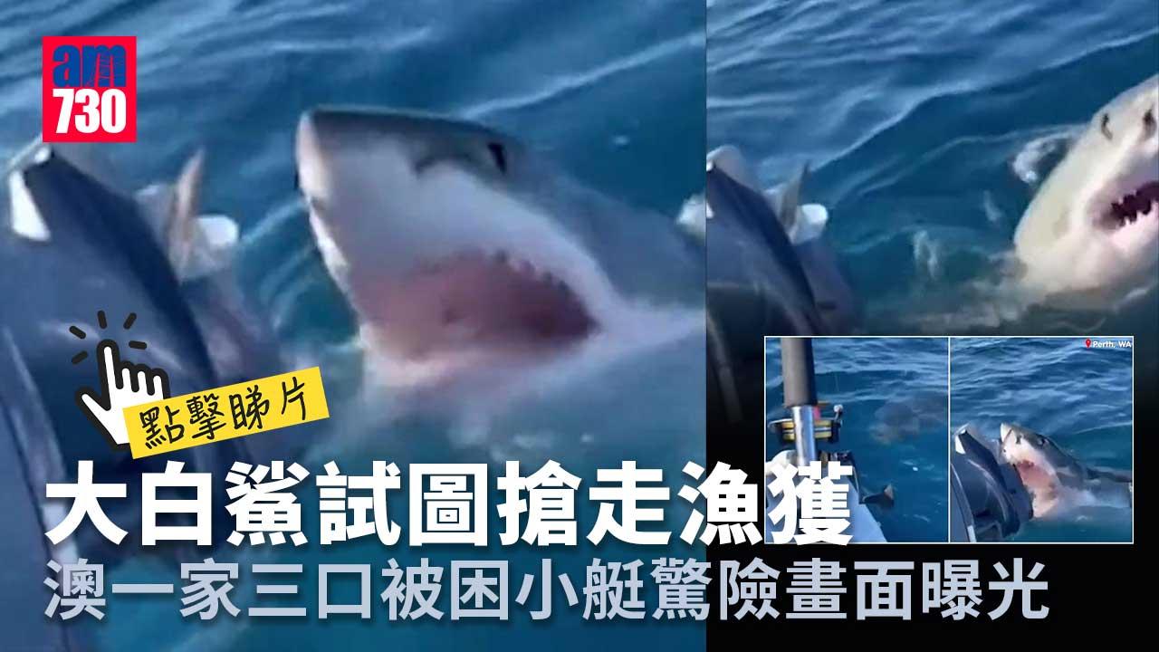 大白鯊攻擊小艇澳一家三口被困驚險畫面曝光 有片 Am730