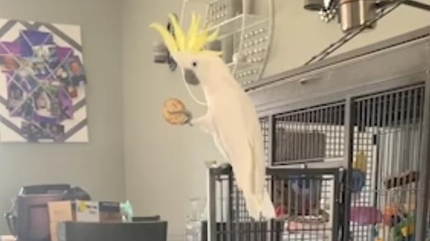 鸚鵡女王玩謝兩隻狗狗話佢哋知邊個先係主人 有片 Am730