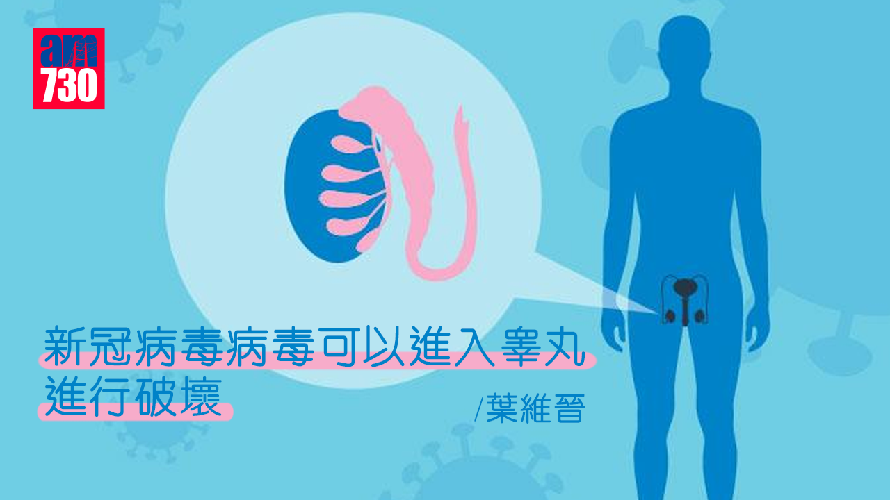睾丸受新冠病毒破壞 Am730