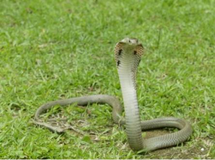 17歲青年影飯鏟頭被咬要做手術 Am730