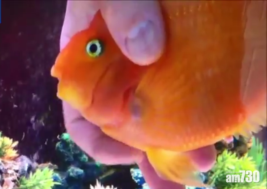 癡纏金魚enjoy按摩 有片 Am730