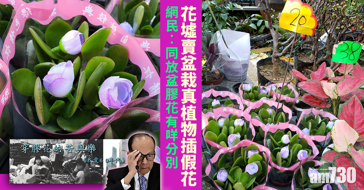 網上熱話 花墟賣盆栽真植物插假花 網民 同放盆膠花有咩分別 Am730 網上熱話 花墟賣盆栽真植物插假花 網民 同放盆膠花有咩分別 Am730