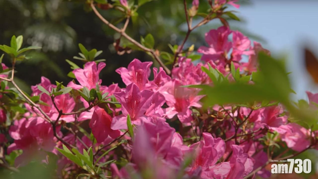 網上賞花 下月7日虛擬遊動植物公園賞杜鵑免費報名限500人 Am730