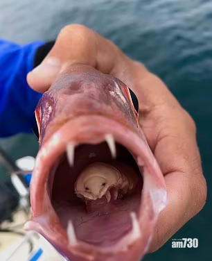恐怖 魚口裡驚現 異形 寄生物食掉舌頭 鵲巢鳩佔 Am730