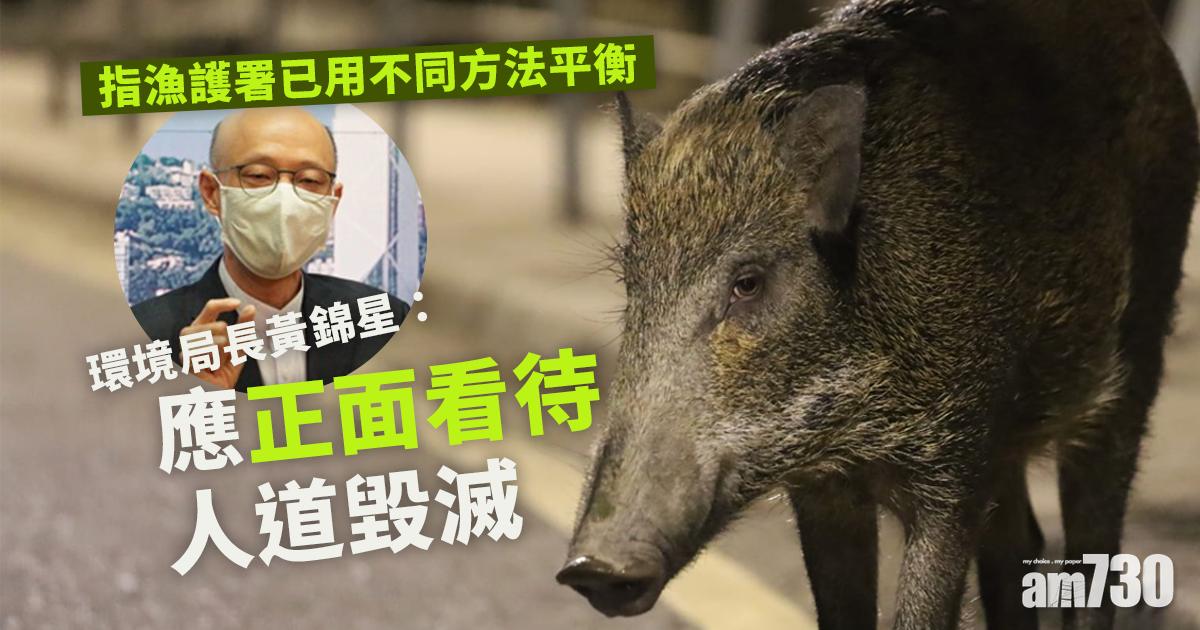 殺豬令 指漁護署已用不同方法平衡黃錦星 應正面看待人道毀滅 Am730 殺豬令 指漁護署已用不同方法平衡黃錦星 應正面看待人道毀滅 Am730