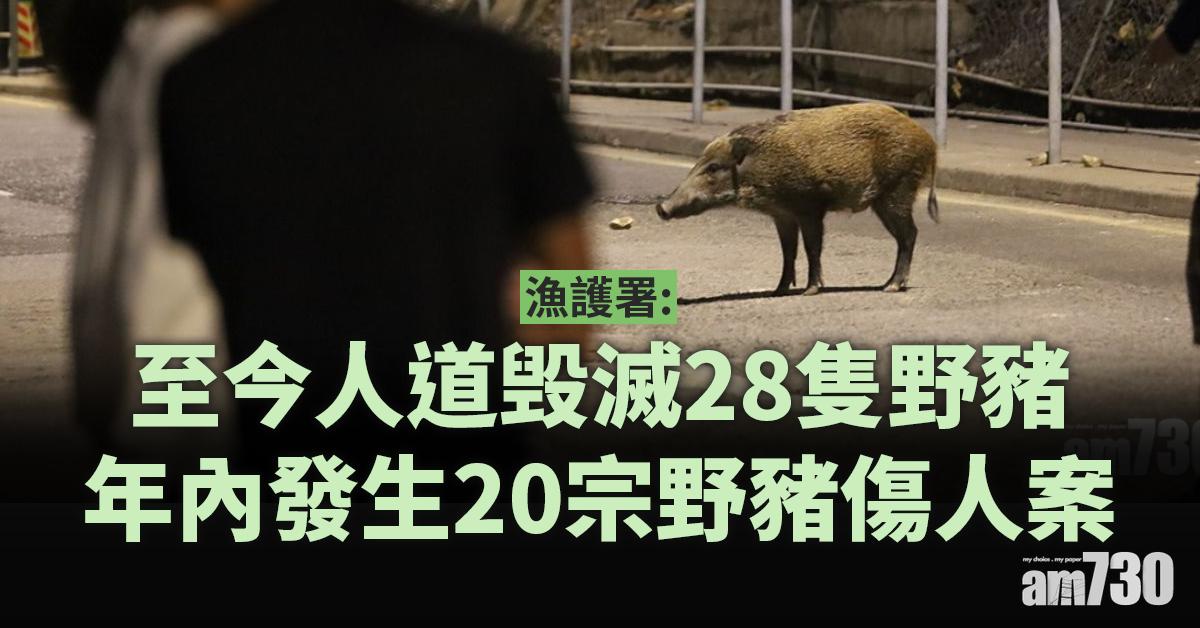 殺豬令|漁護署:至今人道毁滅28隻野豬 年內野豬傷人案20宗 | am730